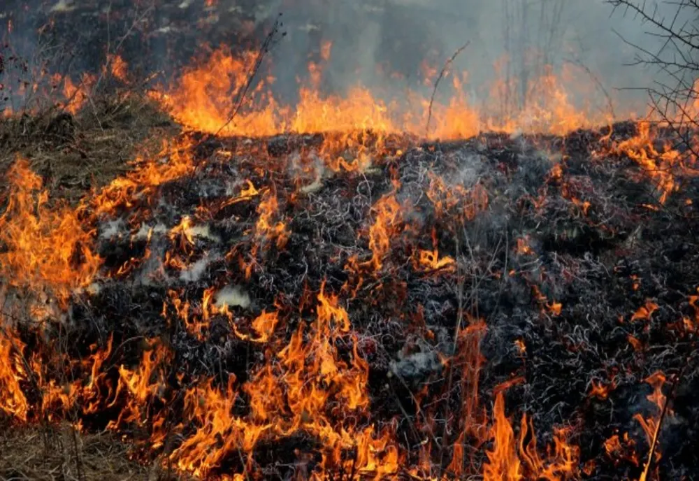 Dâmbovița. 2000 metri pătraţi de vegetație uscată, mistuite de flăcări
