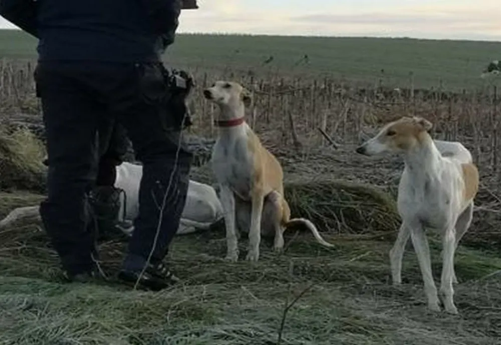 Braconaj cu ogari în Dâmbovița! 17 sancţiuni aplicate de poliţişti