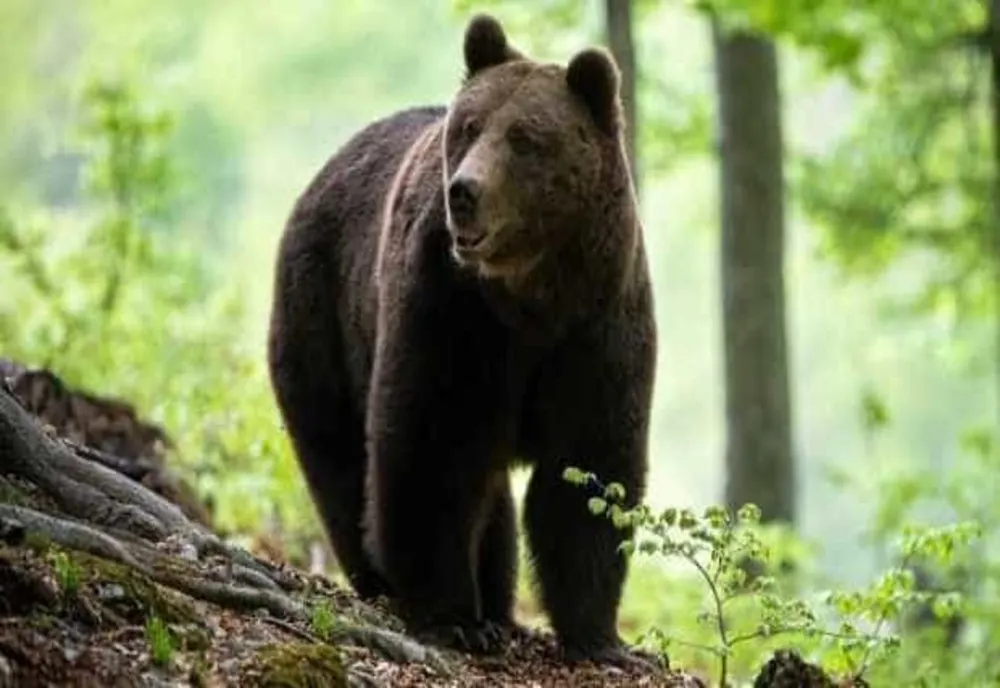 AVERTISMENT RO-ALERT LA MOROENI. DOI URȘI AU FOST SEMNALAȚI ÎN LOCALITATE
