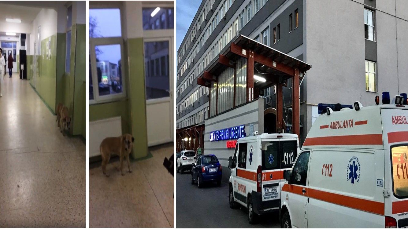 articol spital caine