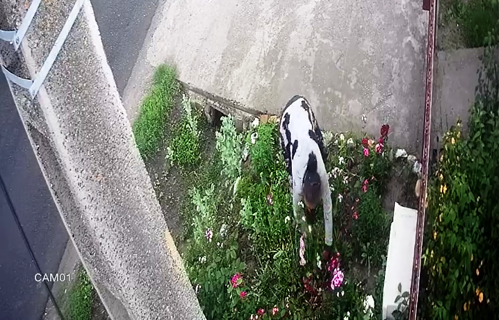 vlcsnap-2019-05-20-09h21m27s181