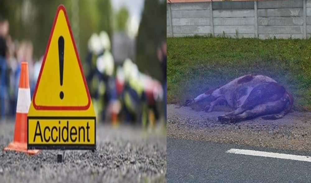 În stare gravă la spital, după ce a lovit o bovină, cu mașina