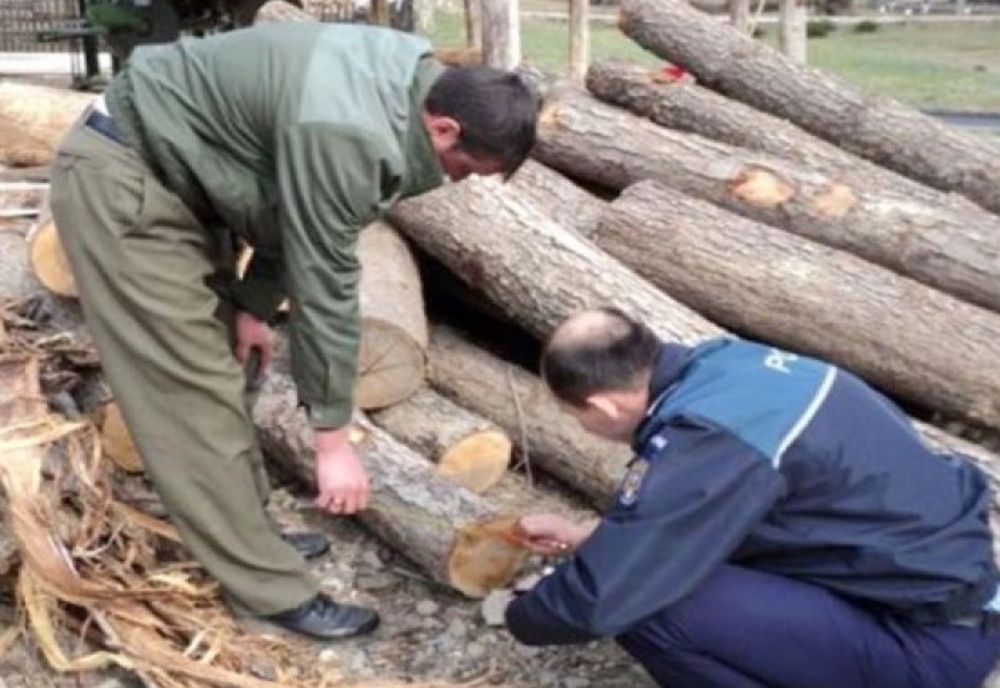 Descindere la hoții de lemn ( 10 adrese domiciliare) din Dâmbovița