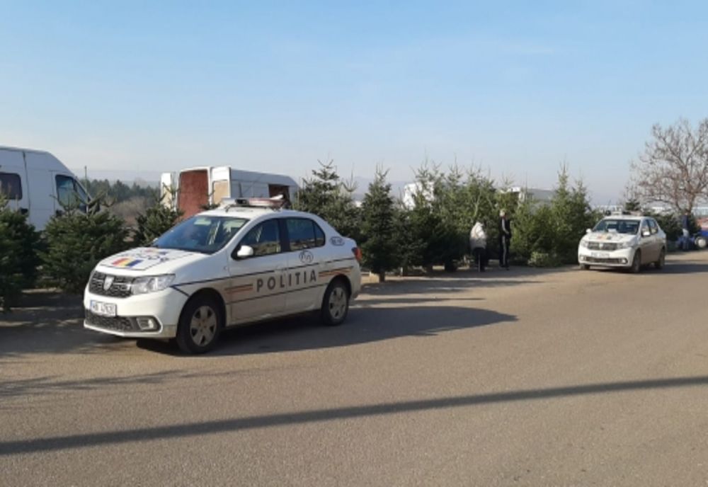 O "pădure" întreagă de lem și mii de brazi, confiscați de polițiști, înainte de sărbători