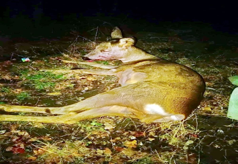 Atenție șoferi! Accidente provocate de căprioare, pe drumurile din Dâmbovița