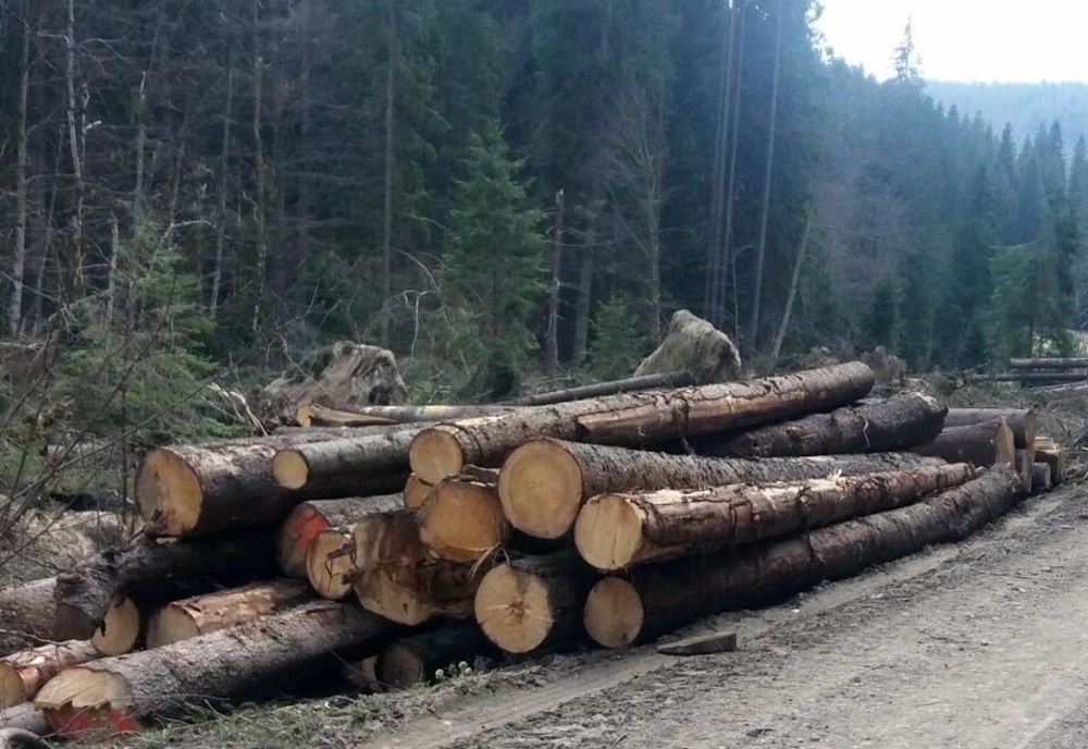 Cantitate record de lemn confiscat, de la un ocol silvic privat, din Dâmbovița