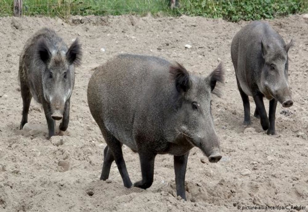Focare multiple de pestă porcină africană, în continuare,în Dâmbovița