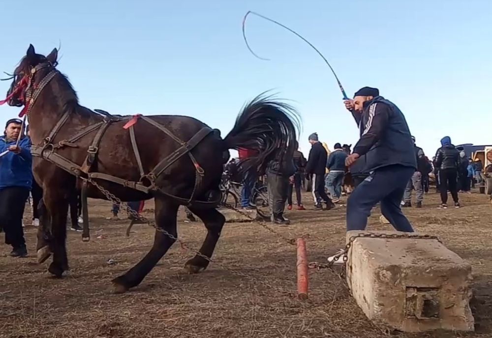 IPJ Dâmbovița intervine în cazul ritualului denumit "Botezul Cailor" de la Mogoșești, județul Dâmbovița