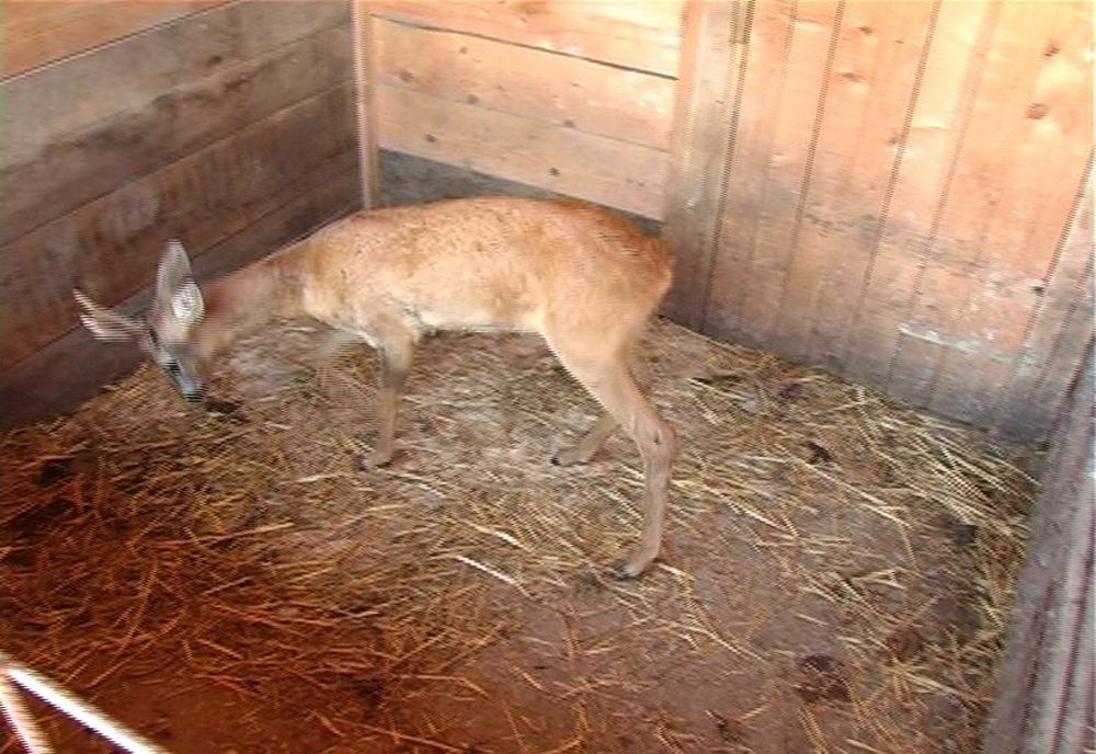 Legea-i dură, dar e lege! Dâmbovițean acuzat de braconaj cinegetic, după ce a crescut un căprior găsit pe câmp