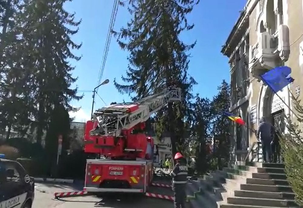 Video| Un brad de peste 100 de ani, de aproape 10-15 metri înalțime, riscă să cadă peste Primăria Târgoviște