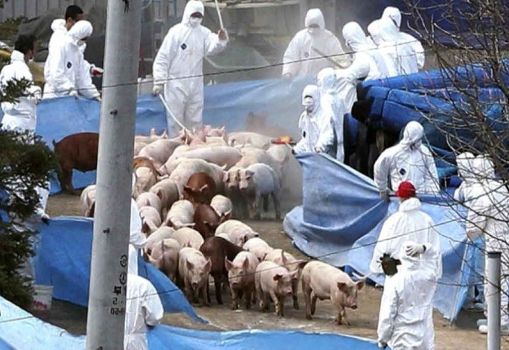 Două focare de pestă porcină africană au fost declarate stinse, în Dâmbovița, în ultima săptămână