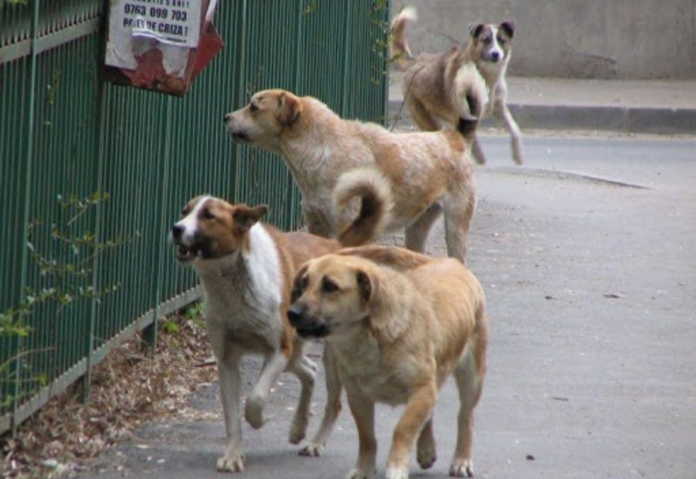 Focar de rabie lângă Târgoviște, descoperit după ce un câine, ce a mușcat doi oameni, a murit