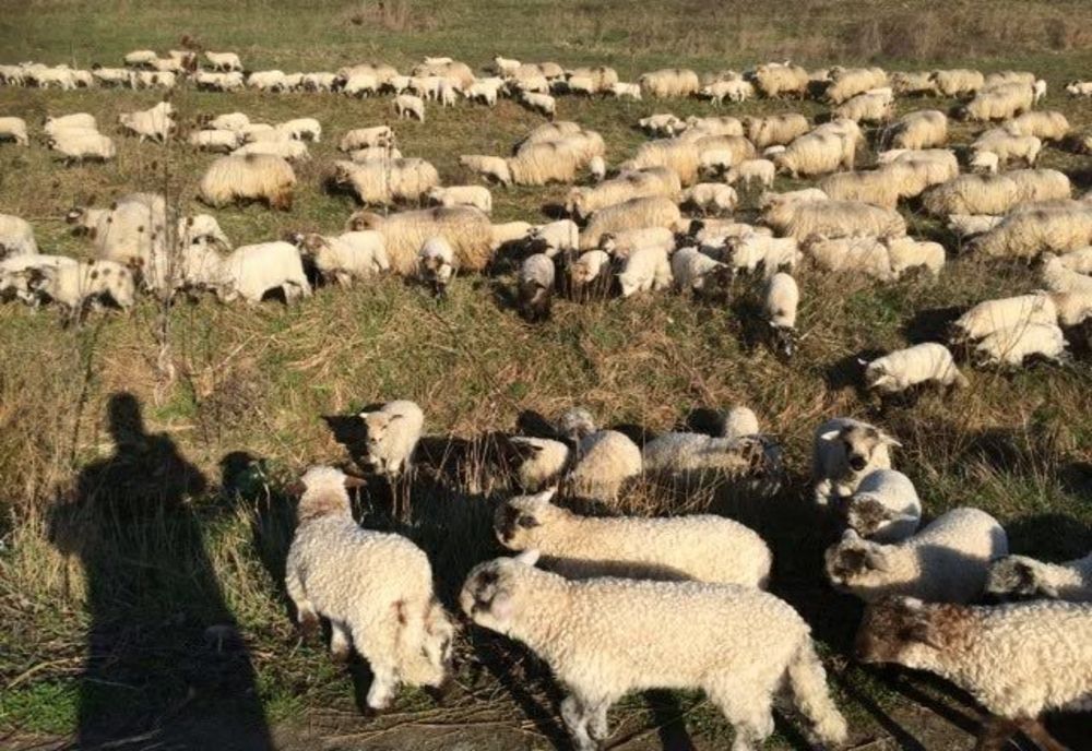 Bătaie cu topoare între ciobani, la Bezdead. Un tânăr a decedat