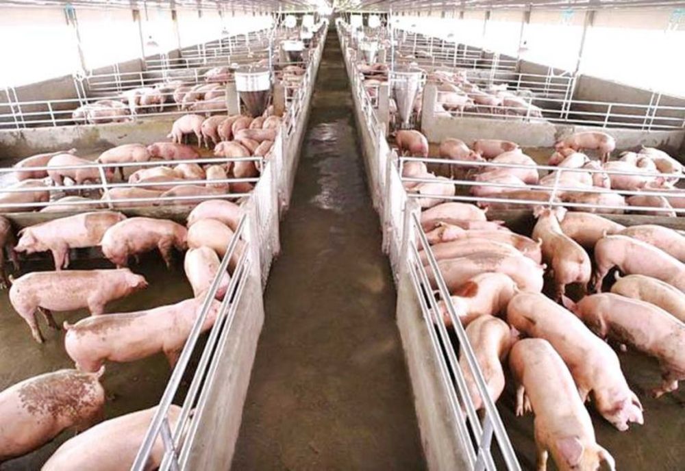 Pesta porcină africană continuă să producă pagube importante. ANSVSA face un apel către crescătorii de porci