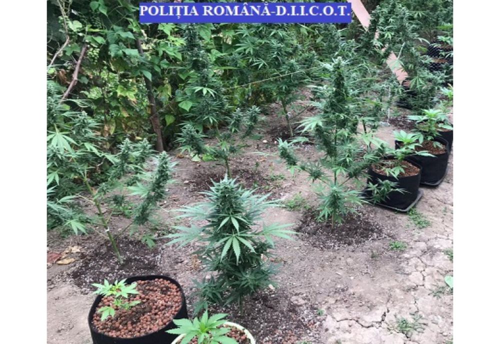 Patru persoane reținute în urma perchezițiilor la traficanți de droguri din Dâmbovița și Ilfov