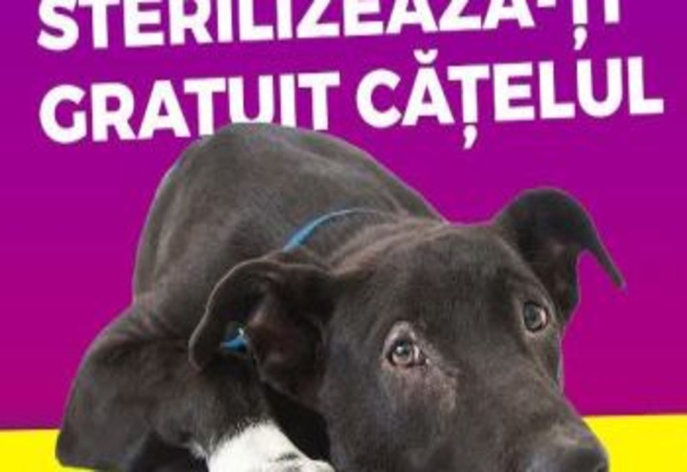 Dâmbovița. Campanie de sterilizare gratuită a câinilor de rasă metisă, la Pucioasa