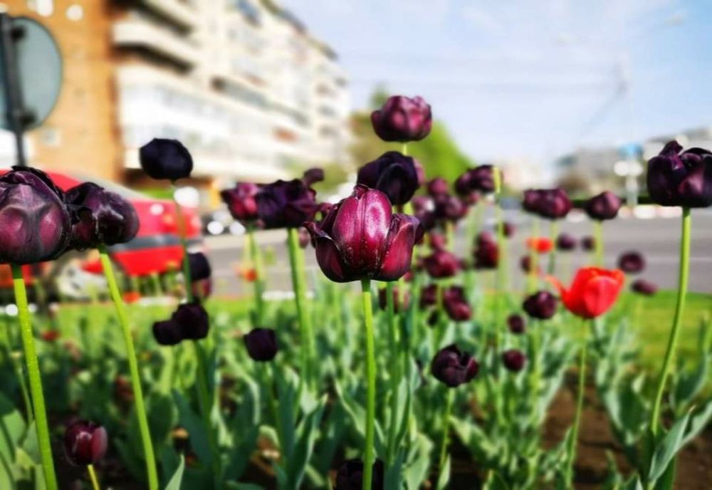 Parc de 50.000 de mp la Târgoviște!