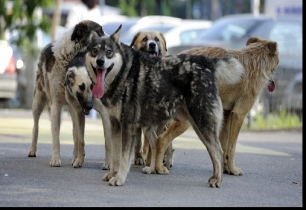 Se înființează Poliția Animalelor. Autoritățile pot acționa fără mandat dacă un animal este torturat