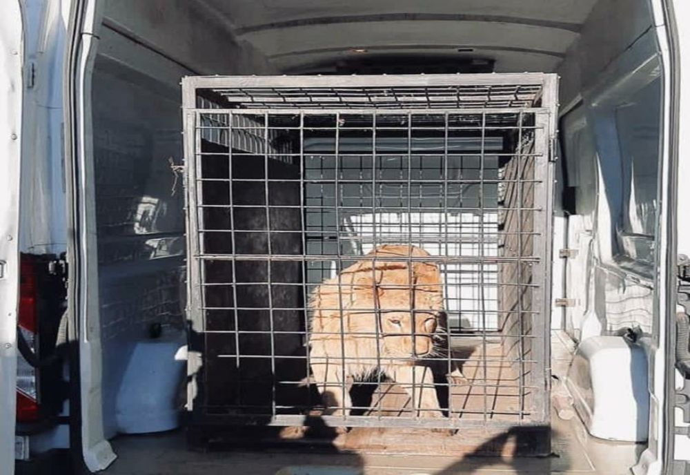 Leul rănit din videoclipul lui Dani Mocanu, găsit în Dâmbovița!