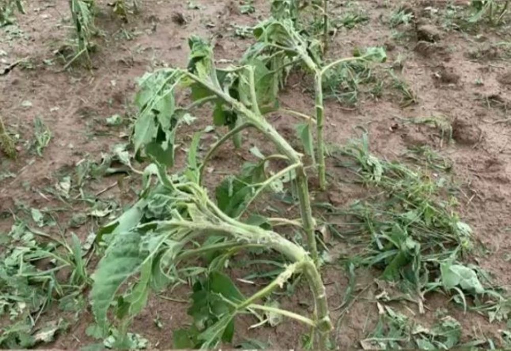 Grindina a făcut prăpăd, în Dâmbovița! Sute de hectare cultivate au fost afectate- VIDEO 