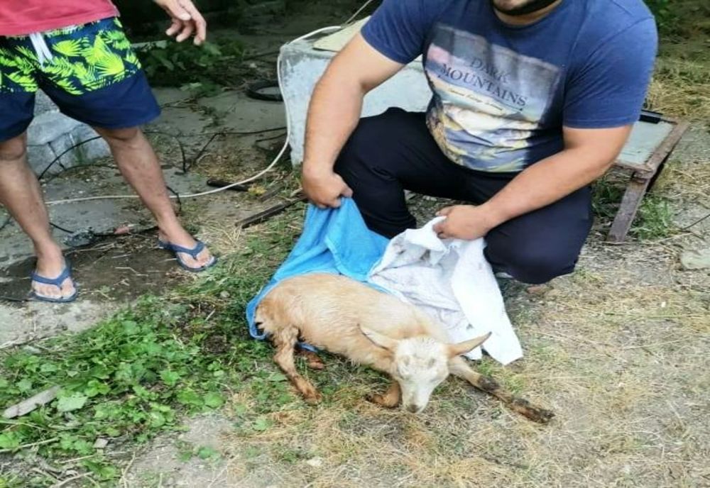 Dâmbovița. Ied salvat de pompieri dintr-un puț adânc de 6 metri