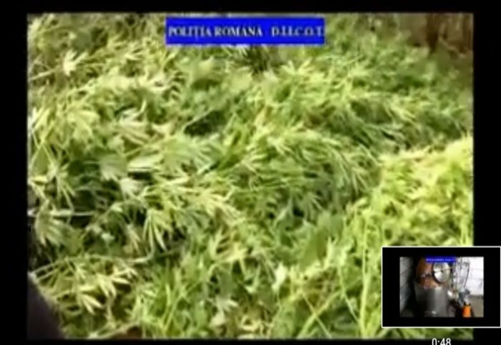 Captură de droguri și arme în urma unor percheziții în Prahova și Dâmbovița