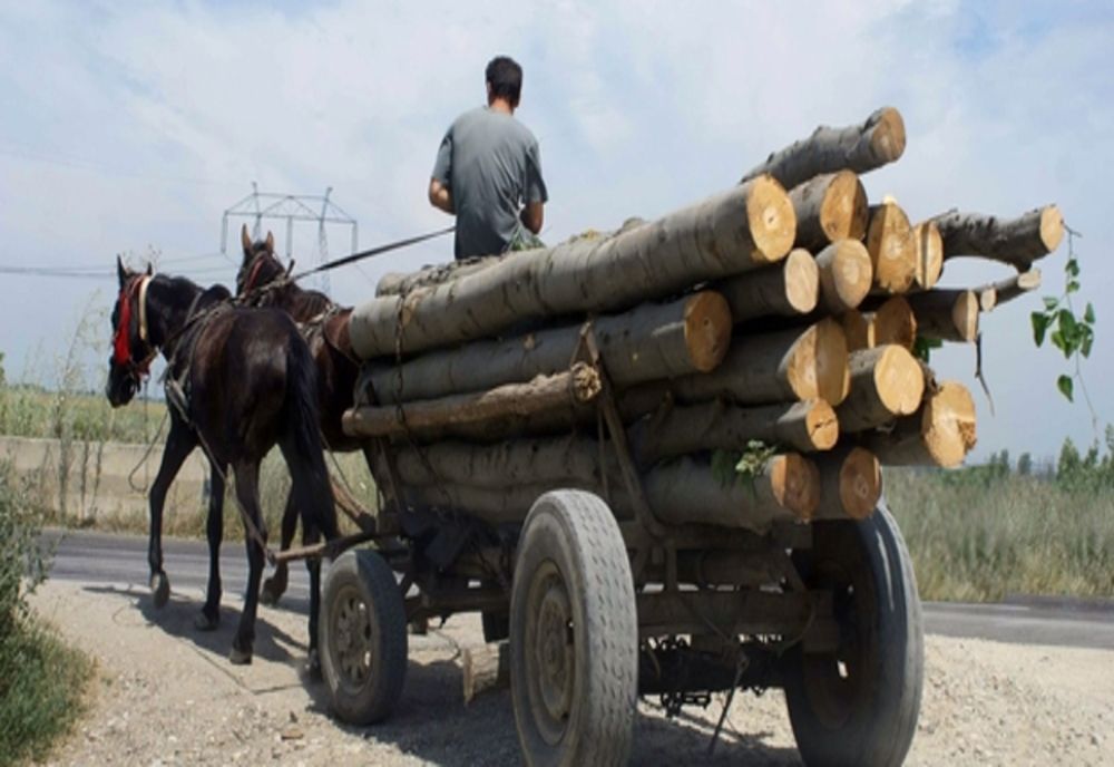 Dâmbovița: Hoți de lemne, prinși de polițiști! Furau material lemnos cu căruțele 