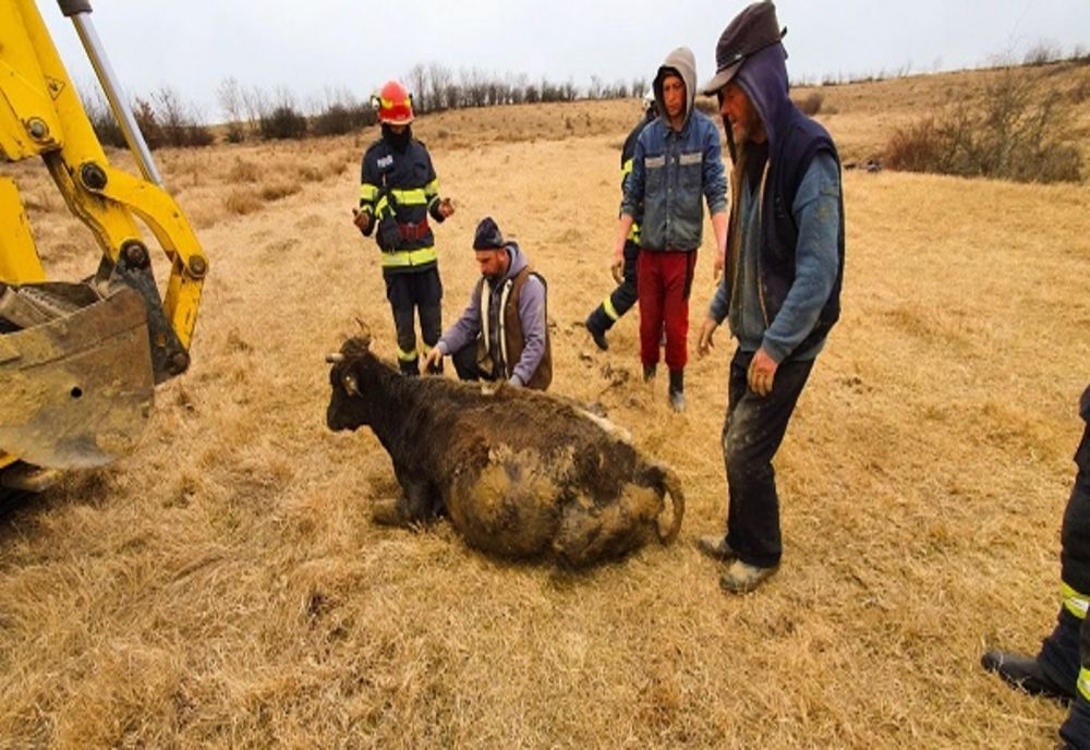Dâmbovița: Văcuță salvată de pompieri, după ce a rămas blocată în albia pârâului Neagra