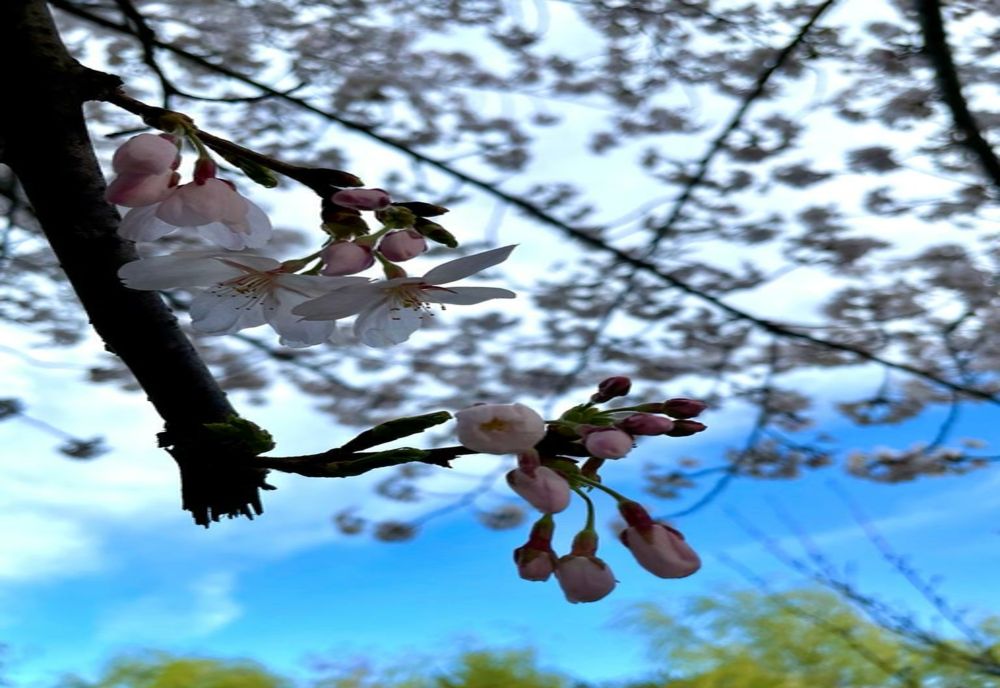 Vremea 9 aprilie. Temperaturi ridicate în toată țara - Unde revin ploile