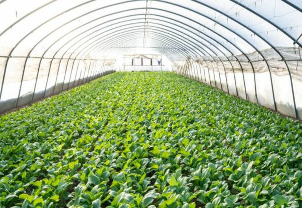 300 de milioane de euro, sprijin pentru IMM-urile din agricultură