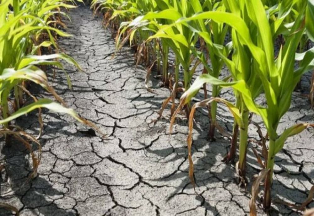 Creşte suprafaţa agricolă afectată de secetă. Vezi judeţele unde s-au înregistrat pagube