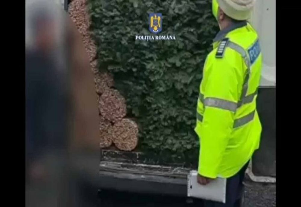 Dâmbovița. Cetină confiscată de polițiști în urma unui control de rutină