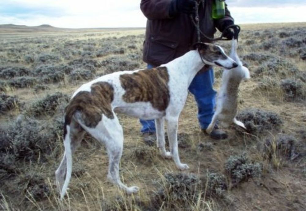 Dâmbovița. Prins în flagrant la vânătoare cu un câine din rasa ogar