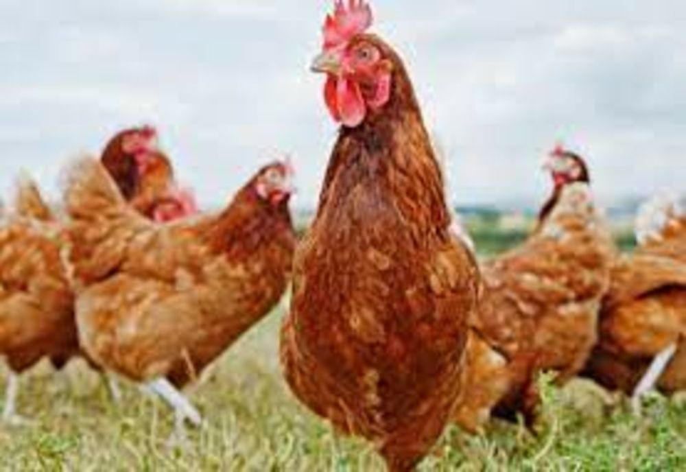 Dâmboviţa. Tânăr reţinut după ce a încercat să fure găini dintr-o gospodărie