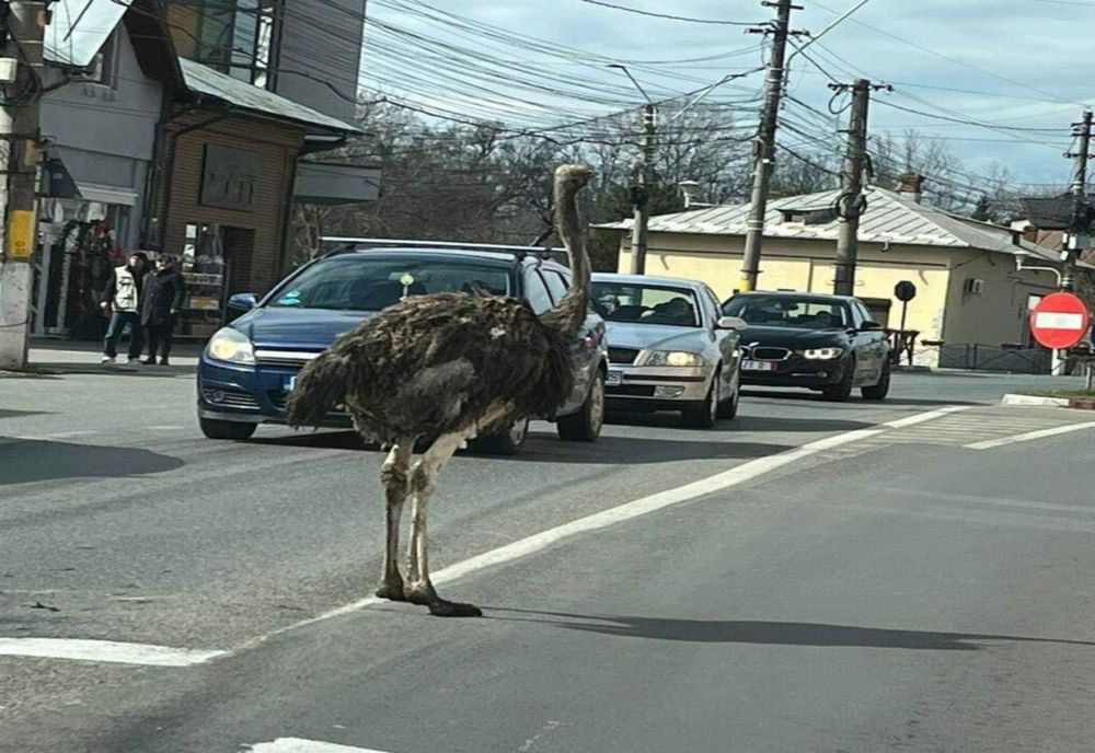 Un struț a încurcat traficul la Găești! A fost scăpat dintr-o mașină de proprietar