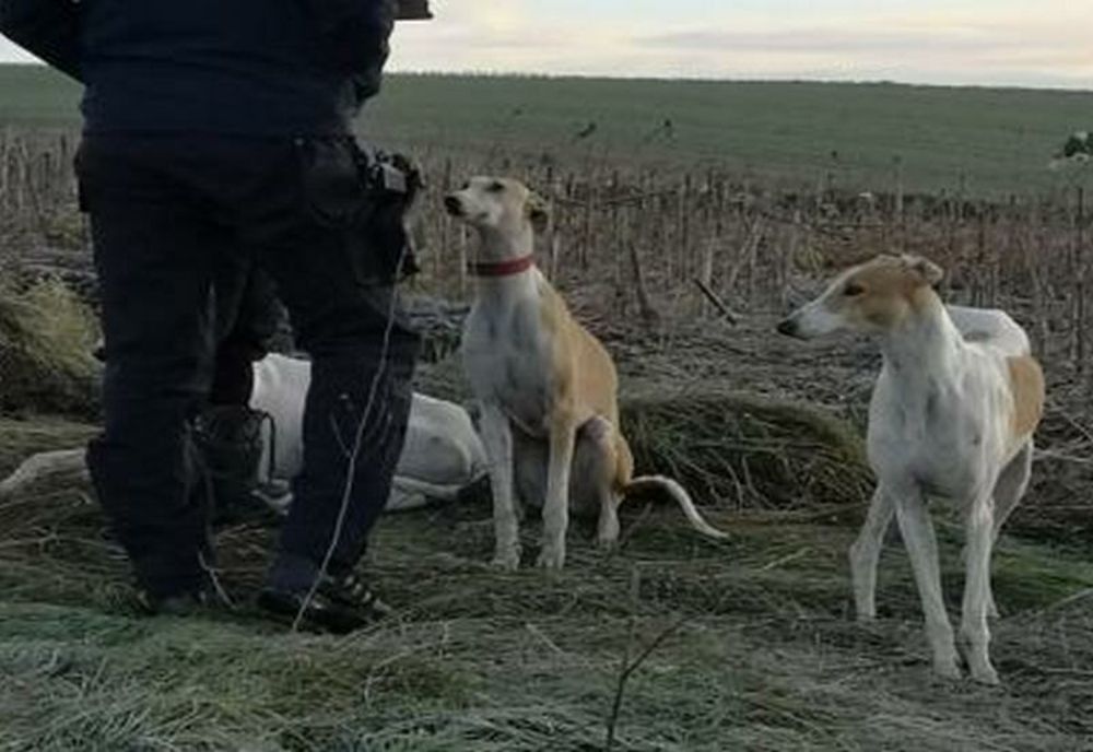 Braconaj cu ogari în Dâmbovița! 17 sancţiuni aplicate de poliţişti