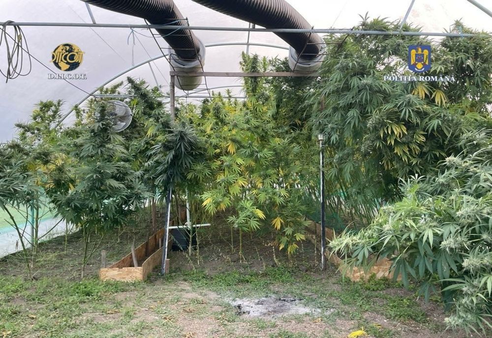 Plantație cu canabis, într-o seră din Dâmbovița, dezvoltată de un olandez