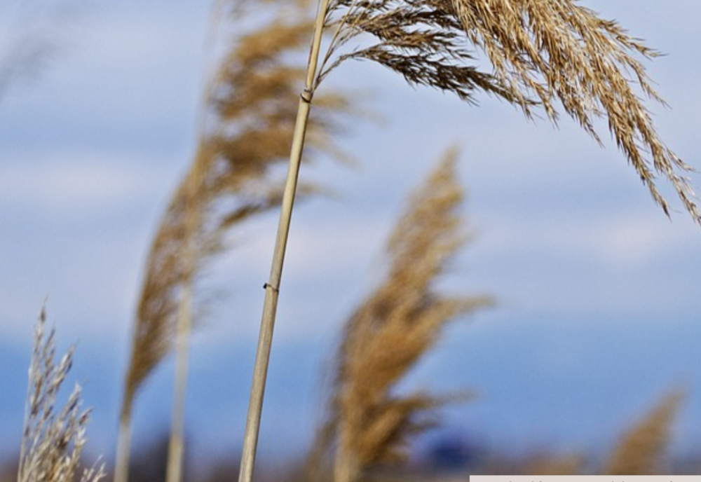 VREMEA 31 MARTIE. VREME SCHIMBĂTOARE CU PLOI ȘI TEMPERATURI SCĂZUTE ÎN VESTUL ȘI NORD-VESTUL ȚĂRII 
