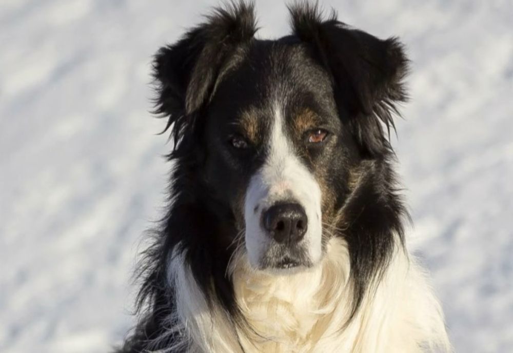 DUPĂ 12 ANI DE ACTIVITATE, PRIMUL CÂINE SALVAMONTIST DIN ROMÂNIA IESE LA PENSIE