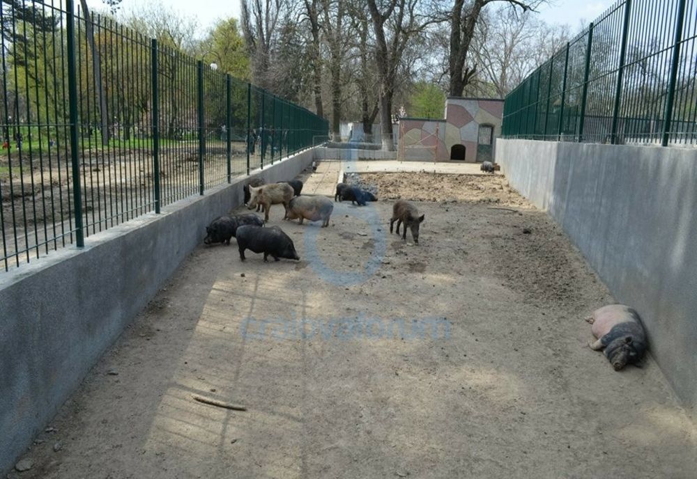 BILETE MAI SCUMPE LA GRĂDINA ZOO BĂNEASA: TARIFELE PROPUSE DE PRIMĂRIA CAPITALEI