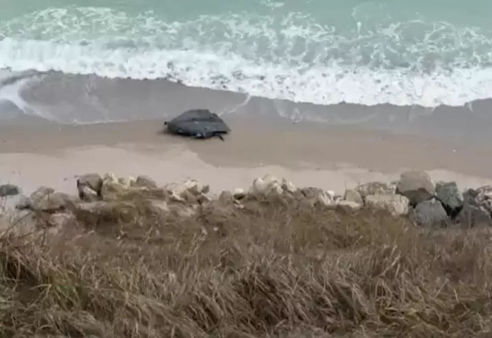 O dronă a fost descoperită între Tuzla și Costinești