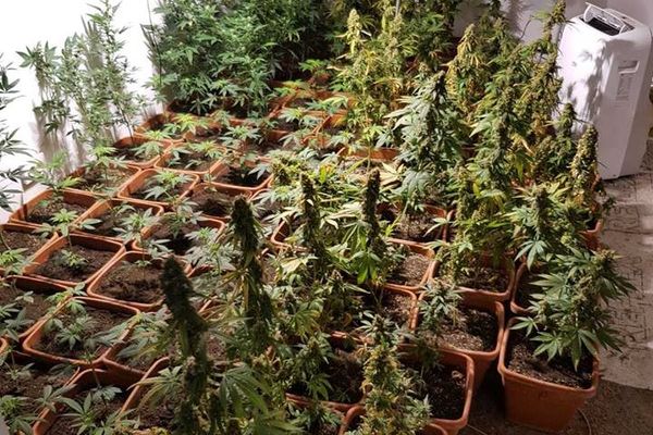 Bărbat din Valea Voivozilor, reținut pentru cultivare și deținere, fără drept, de droguri de risc