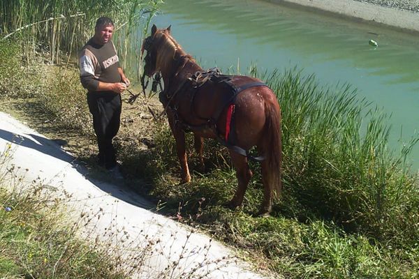 Pompierii solicitați să salveze un cal