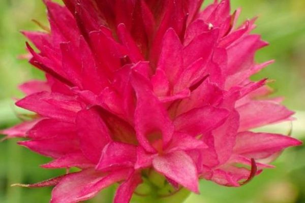 Plantă rară, aflată pe „lista roșie”, descoperită în Parcul Natural Bucegi