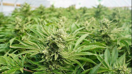 Percheziții la traficanții de droguri. Vindeau cannabis în București