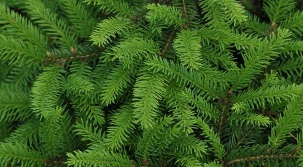 Depistat de polițiști în timp ce transporta ilegal 300 de kilograme de cetină