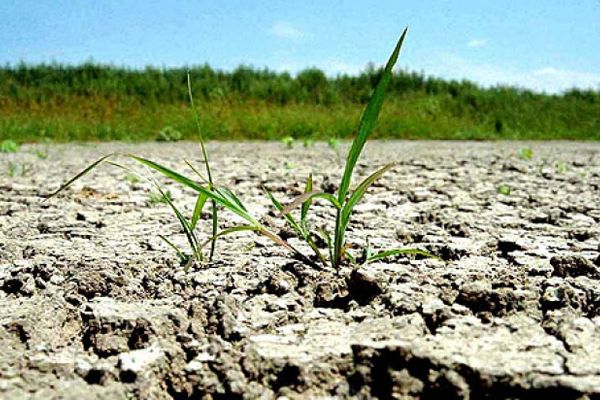 Sectorul legume-fructe va fi lovit crunt în 2019 din cauza secetei din 2018