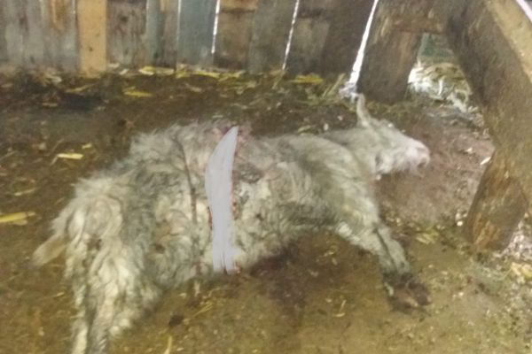 Pe banii Primăriei Pucioasa. S-a deschis cel mai mare patinoar artificial din Dâmbovița