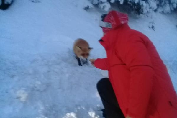 VIDEO O vulpe din Bucegi adoră plăcintele din Moldova