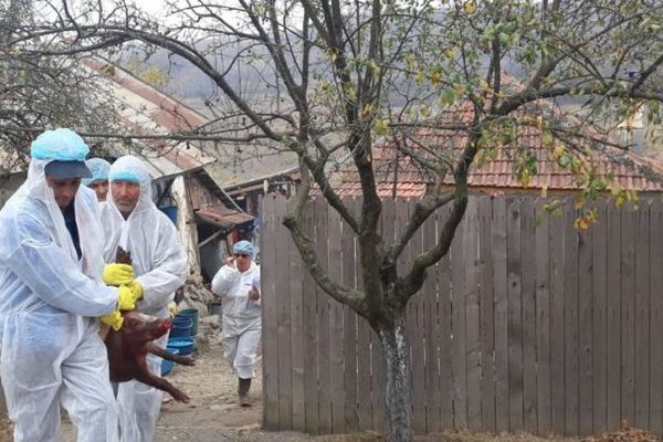 Pestă porcină în satul Fierbinți. Medicii au luat deja decizia în privința porcilor